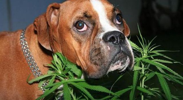Marihuana para las mascotas