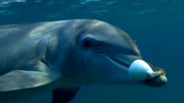 Delfines se drogan con toxinas del pez globo