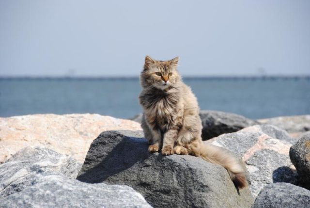 En esta isla te pagarán por cuidar gatos