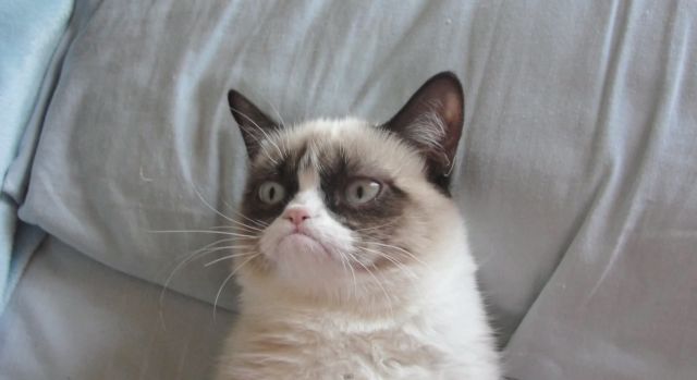 Falleció 'Grumpy Cat' a los 7 años de edad